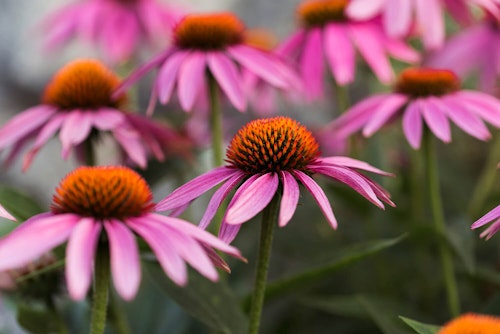 echinacea perennial fall container plant