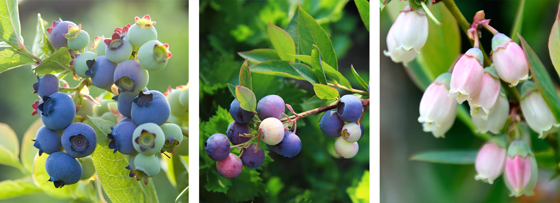 blueberries assorted fall container plant