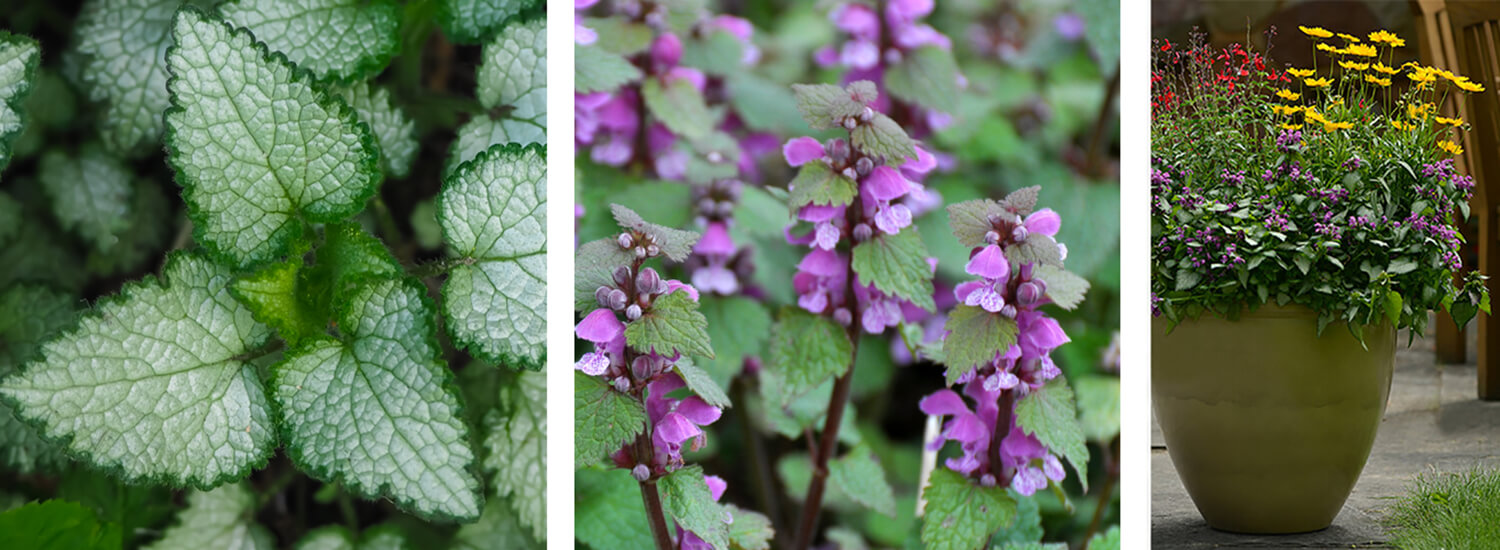 lamium fall color container plant