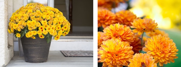 mums chrysanthemums fall color container plants yellow and orange