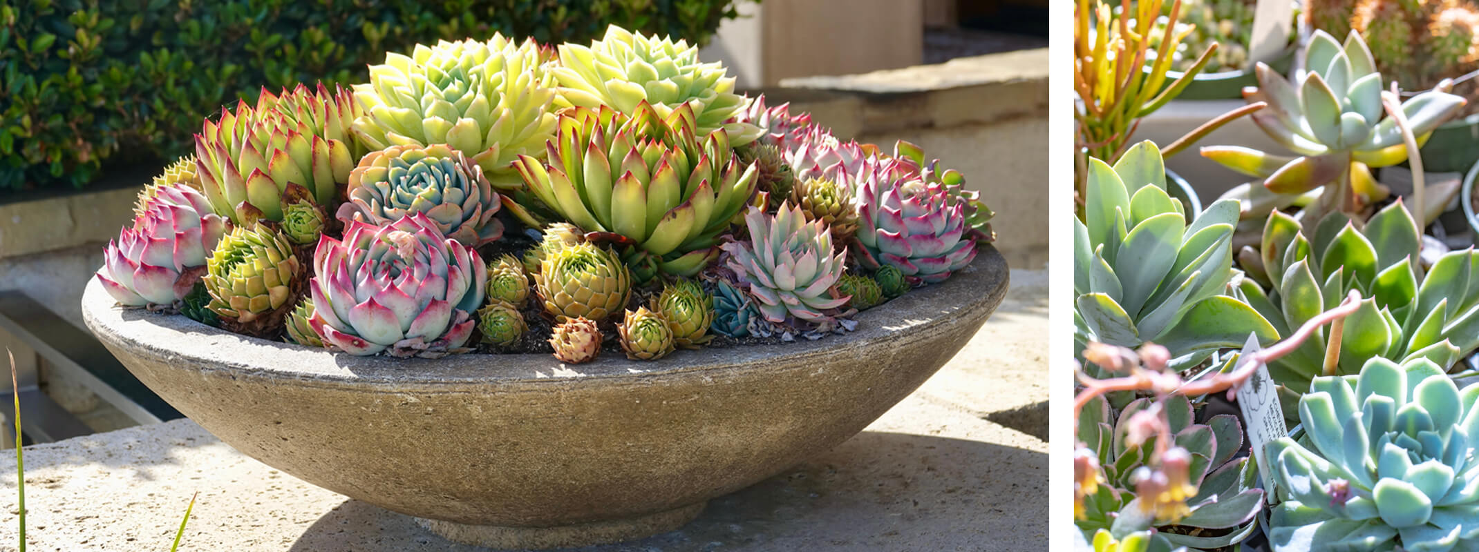 succulents hen and chicks and assortment fall container plants