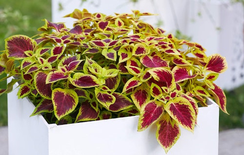 coleus fall plant potted in white container