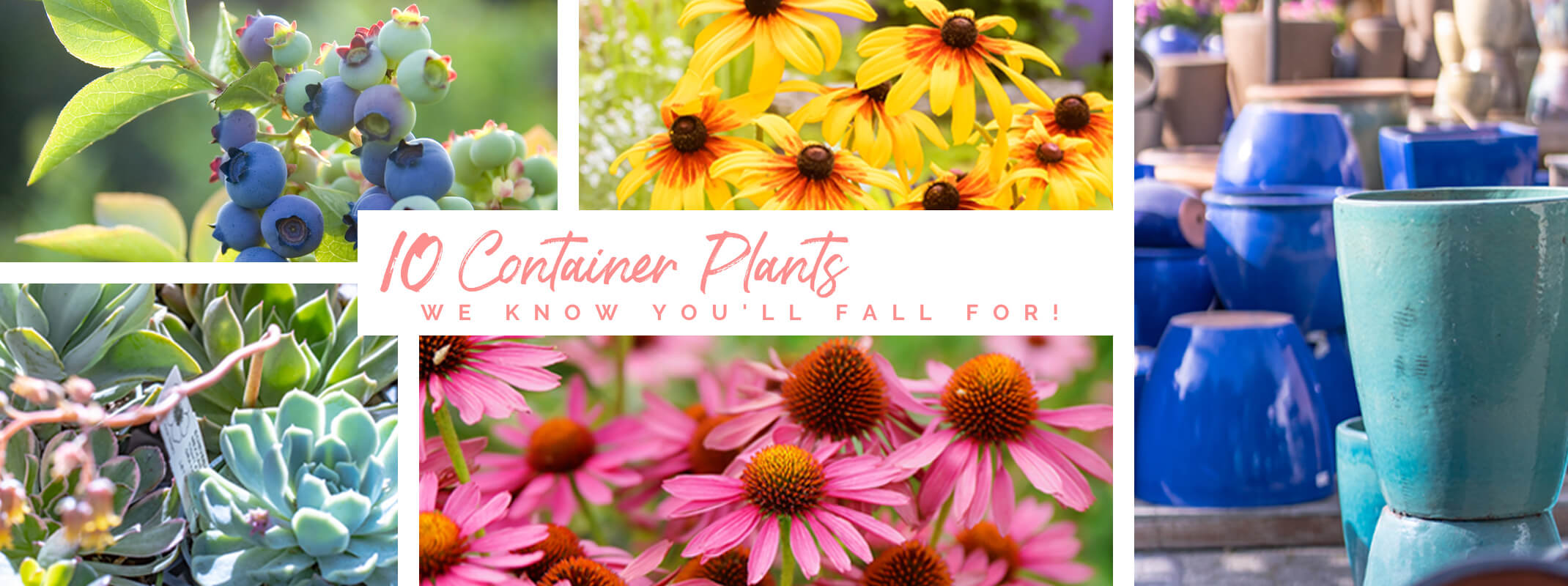 10 fall container plants we know you'll fall for banner