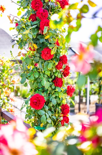 Climbing red roses