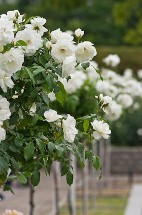 A row of iceberg tree roses at SummerWinds.
