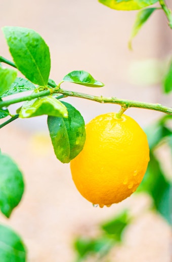 Closeup of a lemon on a dwarf Meyer Lemon tree.