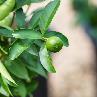 A closeup of a citrus fruit tree.