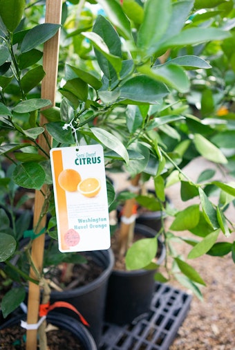 A semi-dwarf Washington Navel Orange Tree with a tag.