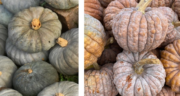 mini asian heirloom pumpkins