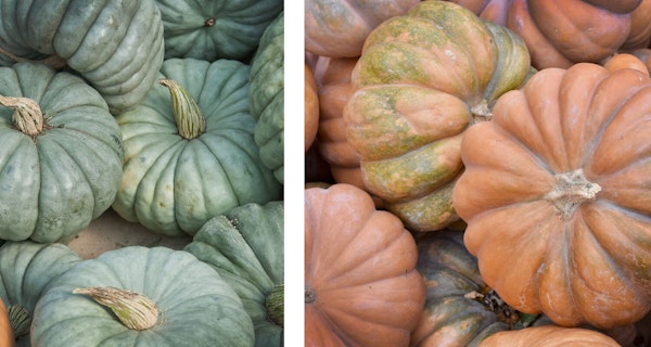 fall pastel mixed pumpkins