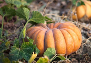 mini fairytale pumpkin