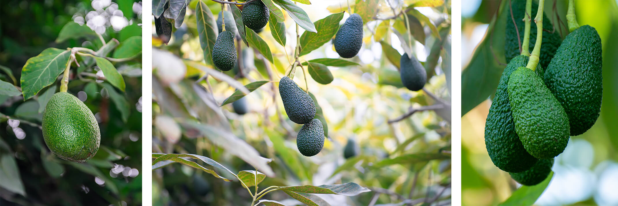 A Fuerte Avocado and 2 images of Hass Avocados.