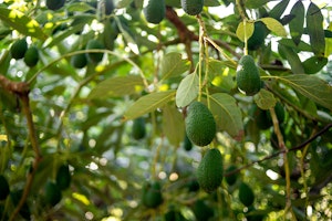 Several avocados growing on a tree.