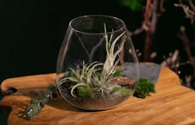 Airplants in glass vase by LiveTrends, on a wooden table.