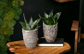 Snake plants in textured containers by LiveTrends, on a wooden table.
