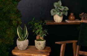 3 different houseplants in textured pots by LiveTrends, surrounded by wood elements.