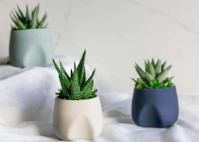 3 snake plants in different colored modern pots by LiveTrends, against a light background.