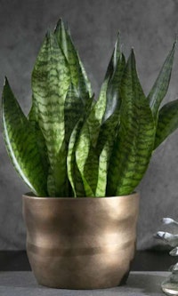 Snake Plant in wavy pot with metallic finish by LiveTrends.