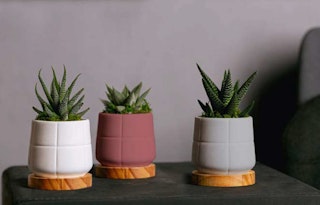 3 succulents in different colored pots with lines and wooden bases by LiveTrends, on dark table against a grey background.