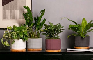 4 different houseplants in pots with square lines and wooden bases on a black shelf, by LiveTrends.