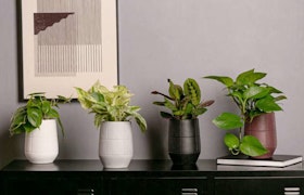 4 different houseplants in various color pots with large squares by LiveTrends on a black shelf.