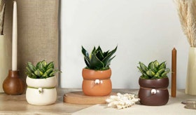 3 snake  plants in wavy pots by LiveTrends on a table with wooden elements by LiveTrends.