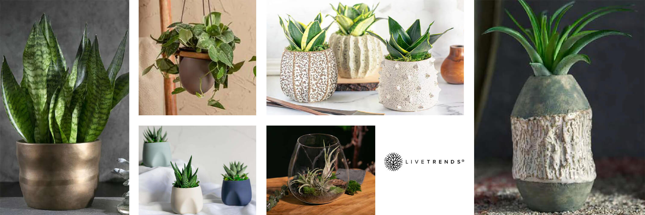 A variety of houseplants in different stylish pots by LiveTrends.