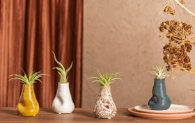 4 airplant varieties in pots with organic shapes by LiveTrends, on a shelf in a room.