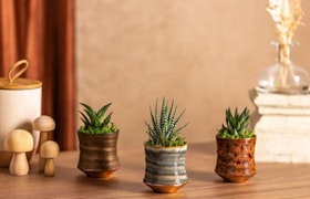 3 succulents in textured, patterned pots by LiveTrends, on a shelf near other decor.