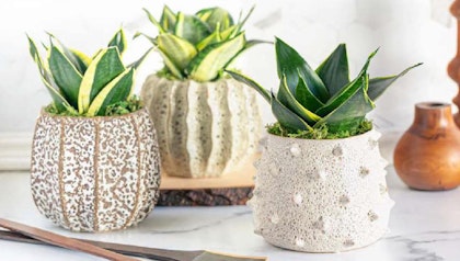 3 snake plants in textured pots by LiveTrends, on a white shelf.
