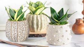 3 snake plants in textured pots by LiveTrends, on a white shelf.