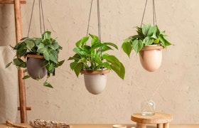 3 hanging houseplants by LiveTrends against a natural background with wooden accents.