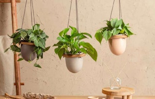 3 hanging houseplants by LiveTrends against a natural background with wooden accents.