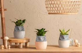 3 owl pots with snake plants coming out of the tops by LiveTrends, against a natural background with wooden and ratan accents.