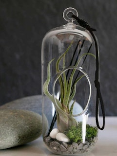 Airplant with moss and river rocks in a glass hanging vase by LiveTrends.