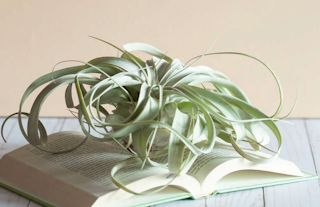 A very large air plant on a book against a light background and table.