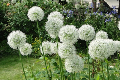 allium mount everest fall planting spring arriving bulbs mount everest allium