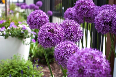 globemasters allium in garden