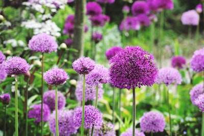 different shades of purple sensation allium