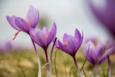 purple crocus sativa