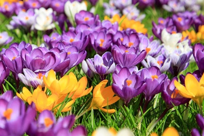 assorted colors of crocus