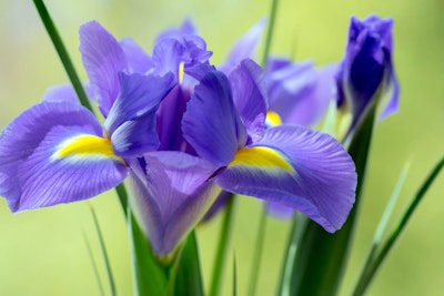 dutch iris sapphire beauty