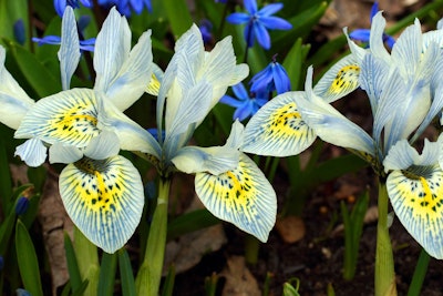dwarf dutch iris katharine hodgki