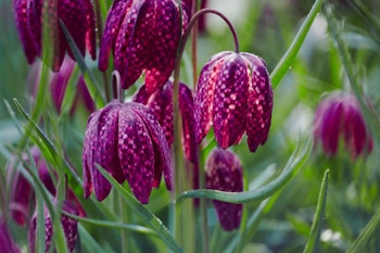 checkered lily or fritillaria meleagris