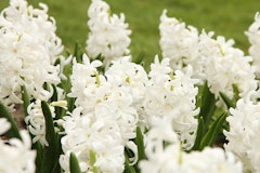 white carnegie hyacinth