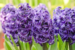 delft blue hyacinth fall planting spring arriving bulbs purple delft blue hyacinth