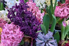 multi-colored easter joy hyacinth