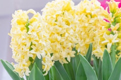 pale yellow gypsy hyacinth