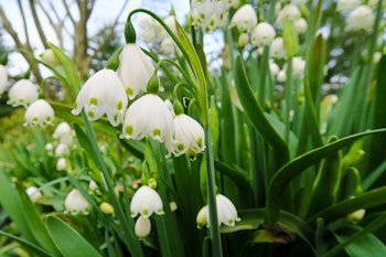 leucojum aestivum or summer snowflake