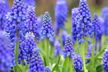 muscari